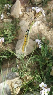 IMG-20170311-WA0017